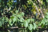 Leaf and Fruit