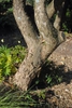 Bark