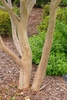 Lagerstroemia indica 'Catawba'