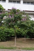 Lagerstroemia speciosa