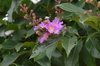 Lagerstroemia speciosa