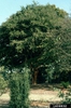 Form