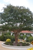 Lagerstroemia 'Natchez'