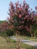 Lagerstroemia 'Sioux'