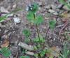 Opposite leaves