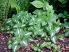 Lamium maculatum