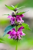 Lamium maculatum
