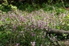 Lamium maculatum