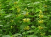 Lamium galeobdolon