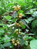 Lamium galeobdolon