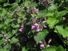 Lamium maculatum