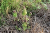 Plant emerging among dead grass. Flowering shoots are reddish