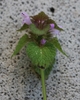 Close-up of flowering shoot, showing leaf arrangement & flower