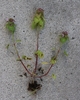 Excavated plant showing branching & leaf arrangement