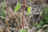 Square Stem & opposite, petiolate leaves