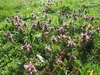 Flowering shoots growing in an unmowed lawn