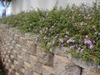 Lantana montevidensis