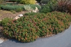 Lantana Bandito
