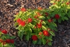 Lantana camara