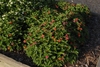 Compact shrub with yellow, orange and fuchsia flowers.