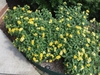 Compact shrub with yellow flowers.