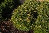 Compact shrub with yellow flowers.