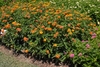 Lantana camara Bandito