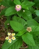 leafy shoots bearing clusters of pink flowers and yellow flowers