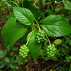leafy shoots bearing clusters of pink flowers and yellow flowers