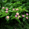 leafy shoots bearing clusters of pink flowers and yellow flowers