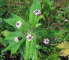Leaves and flowers