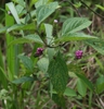 Leaves and fruit