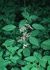 Laportea canadensis