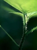 Laportea canadensis
