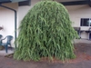 Larix decidua