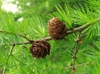 Larix decidua