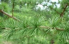 Larix decidua