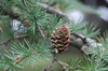 Larix kaempferi Fruit and Leaf