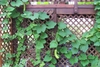 Late July - Vine - Durham Co., NC