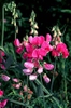 Lathyrus spp.