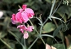 Lathyrus spp.