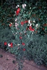 Lathyrus spp.