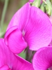 Lathyrus latifolius