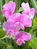Lathyrus latifolius