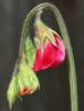 Lathyrus odoratus