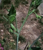 Buds - Late Spring - Durham Co., NC
