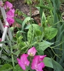 Flowers, Buds, Stem & Tendrils - Late Spring - Durham Co., NC
