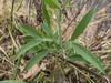 Compound leaves