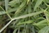 Stem, leaves and tendrils