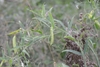 Legumes